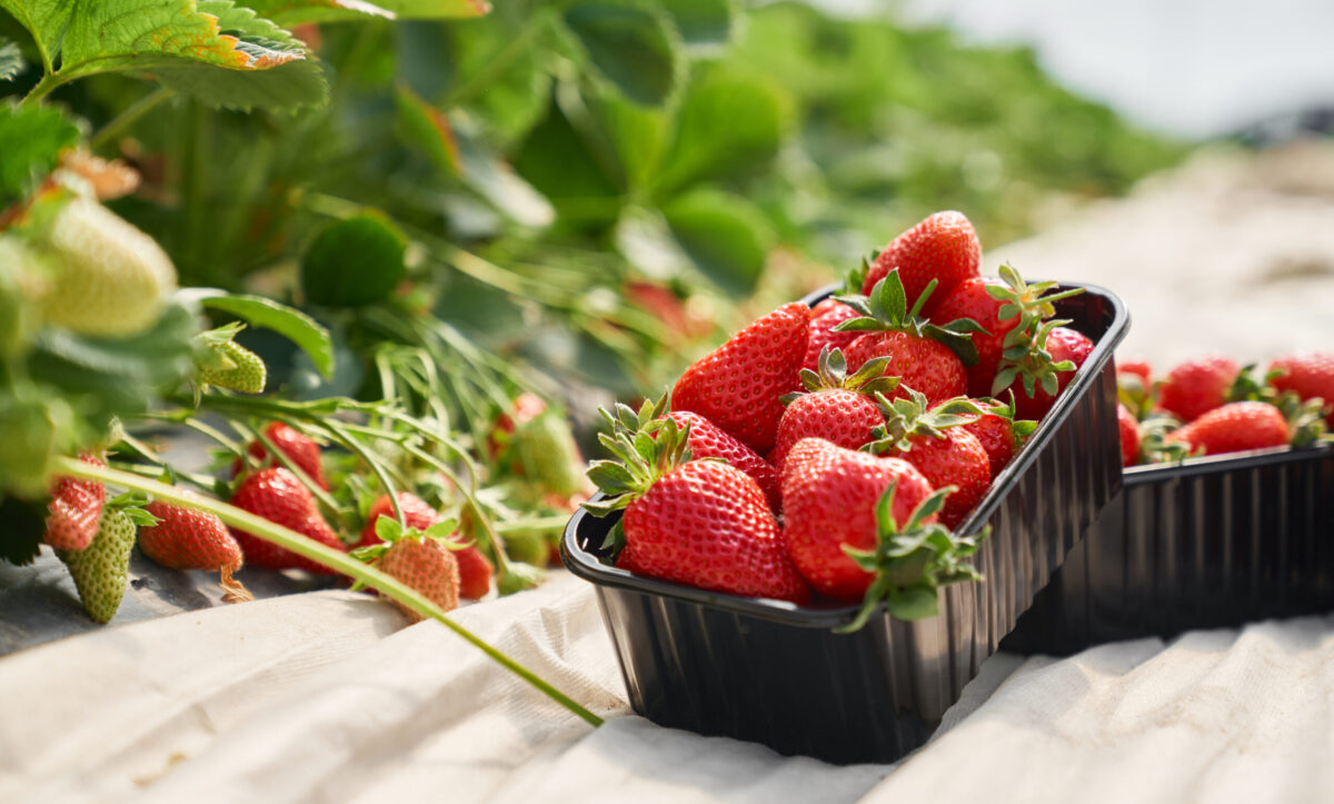 Fresh ripe strawberries inside black plastic box